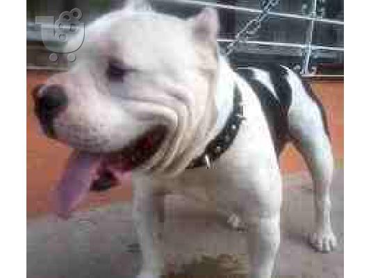 pitbull bully